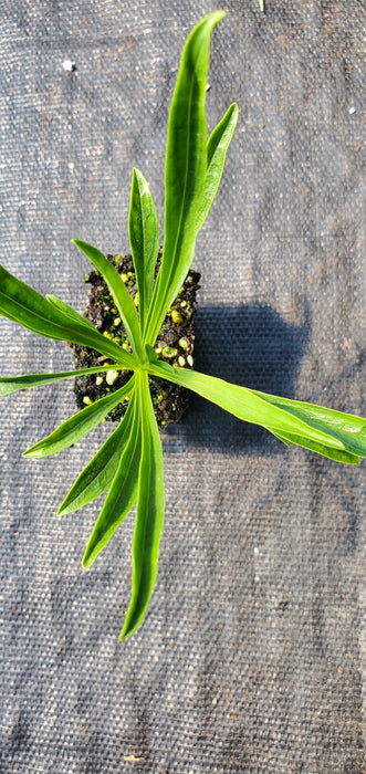 Rock Candy Coral Penstemon
