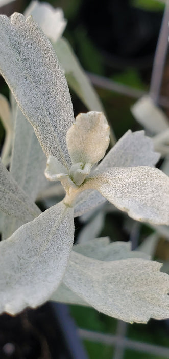 Artemisia GardenGhost