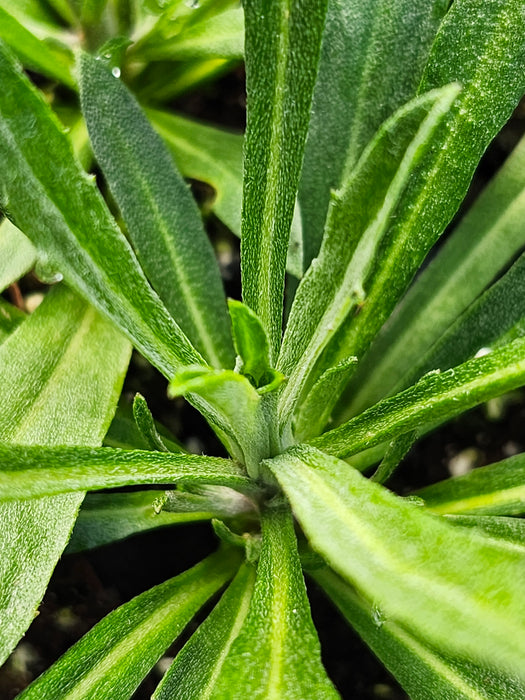 Erysimum 'Bowles Mauve'