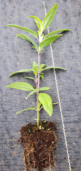 Salvia Leucantha Variegata