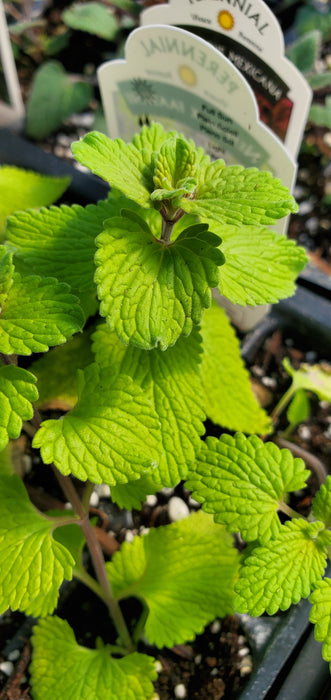 Nepeta Chartreuse On The Loose