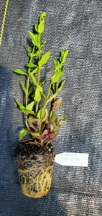 Scuttelaria Barbata Barbed Skullcap