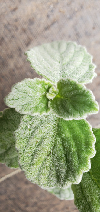 Silver Swedish Ivy Plectranthes
