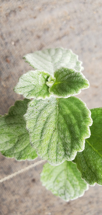 Silver Swedish Ivy Plectranthes