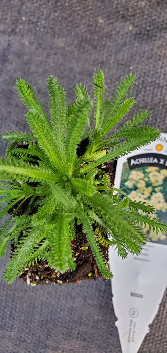 King Edward Achillea x lewisii Yarrow