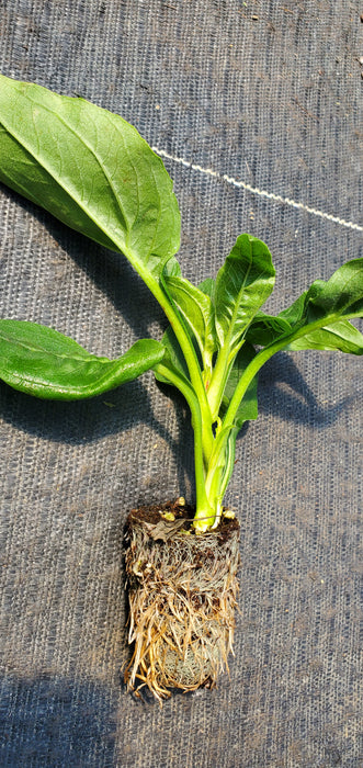 Sunseekers Apple Green Echinacea