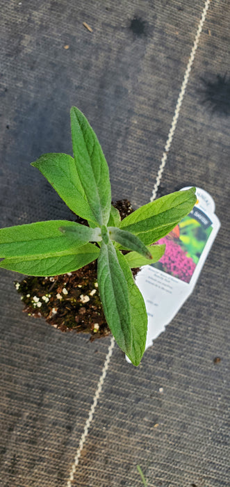 Monarch Queen of Hearts Butterfly Bush Buddleia Davidii