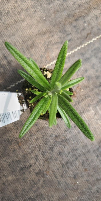Taurentious Rosemary