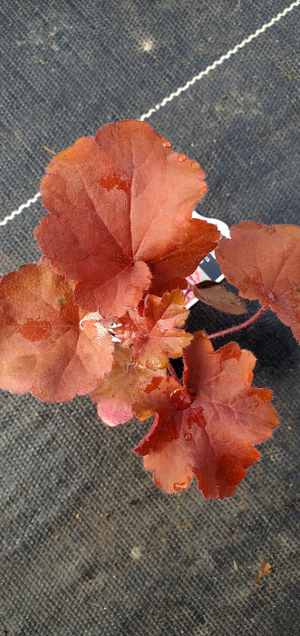 Heuchera Magma