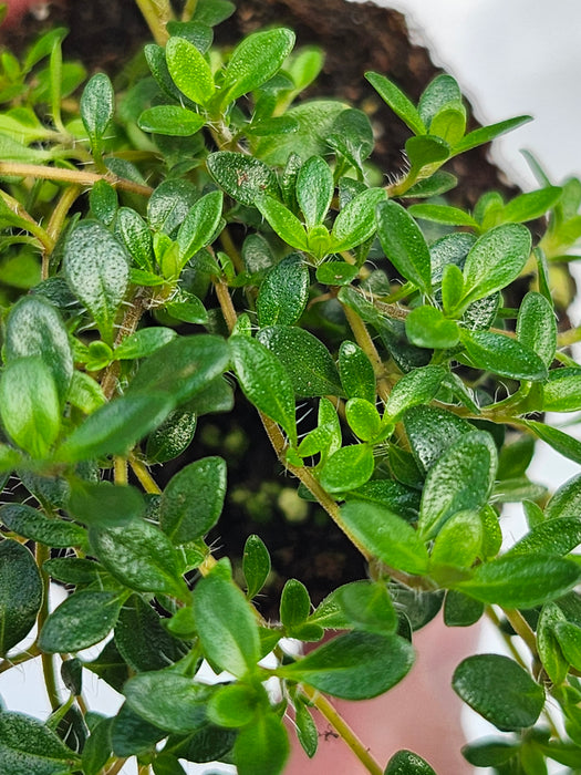 Reiters Thyme