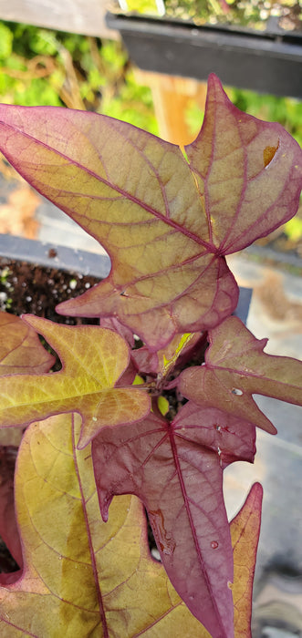 Bright Ideas Rusty Red sweet potato vine ipomoea
