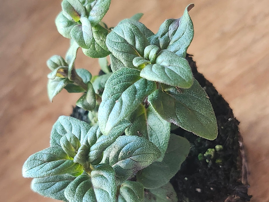 Appalachian Mountain Mint Pycnanthemum montanum