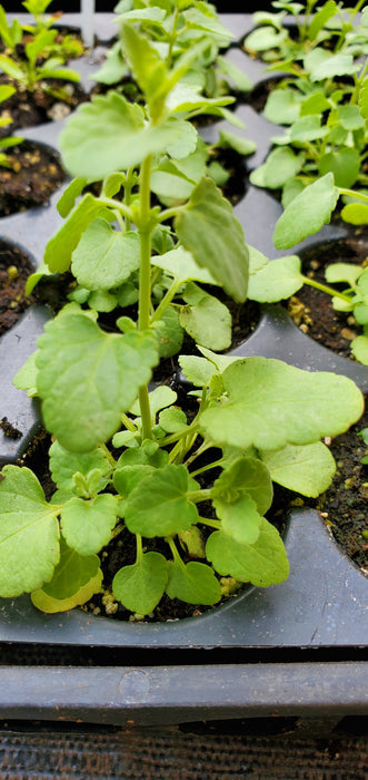 Agastache Arizona Sun