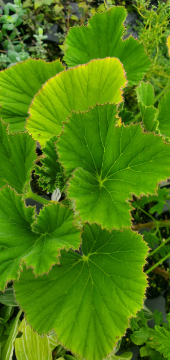 Pelargonium Spanish lavender scent