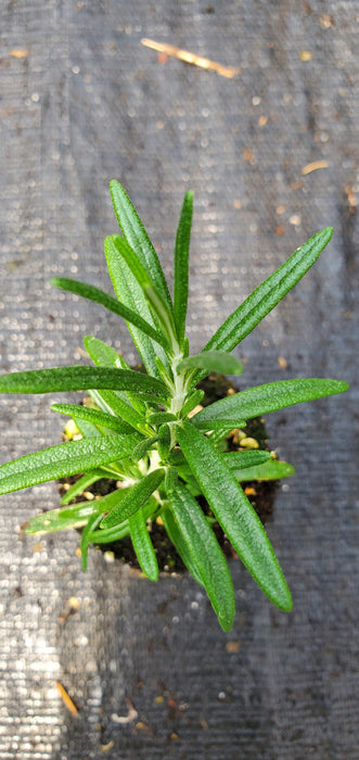 Severn Seas Rosemary