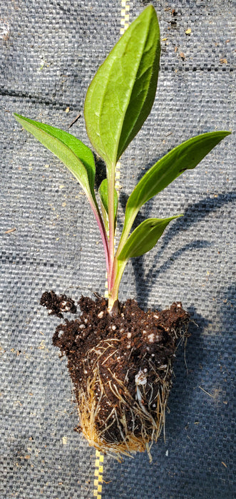 Bravado Echinacea Purpurea