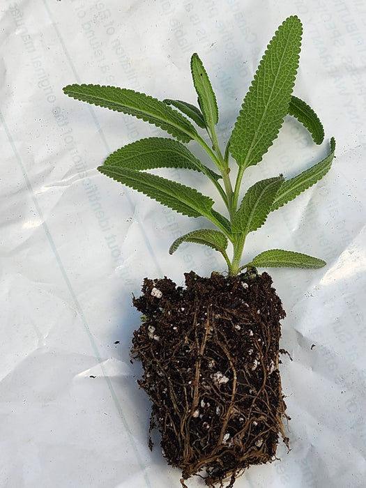 Salvia Leucophylla