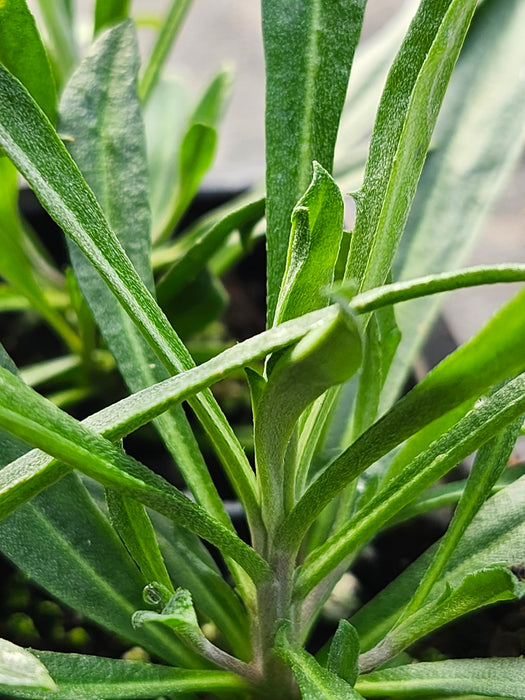 Erysimum 'Bowles Mauve'