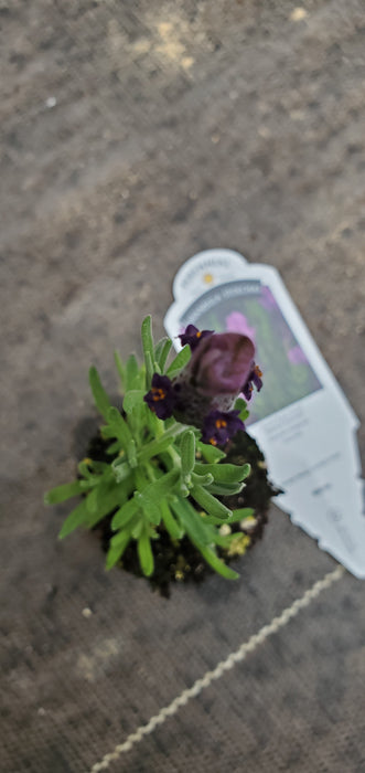 Royal Anouk Spanish Lavender