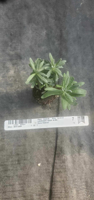 Lavender Nana Alba