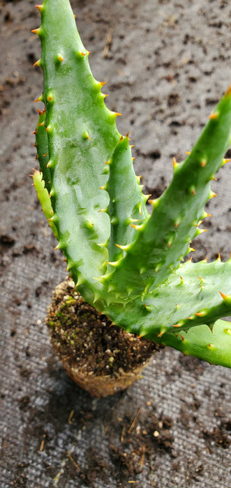 Aloe Spectabilis Mountain Aloe plant
