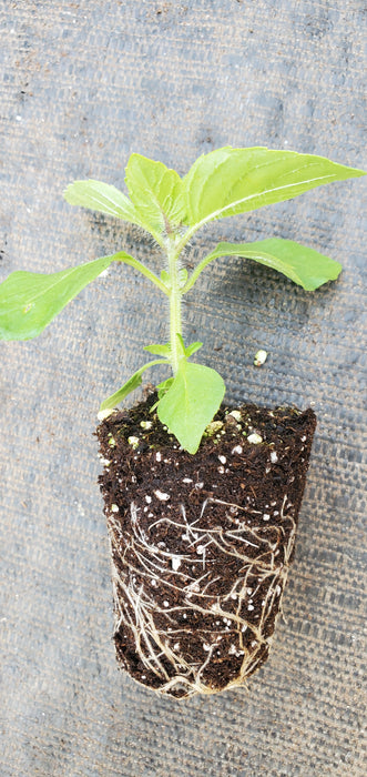 Spice Basil
