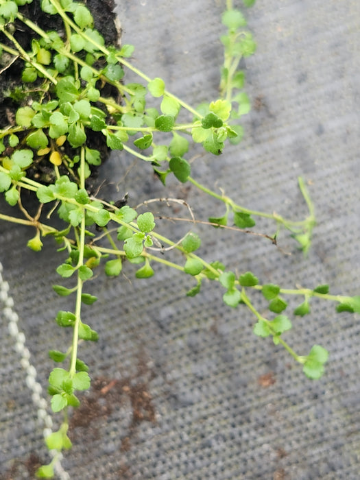 Thymeleaf Speedwell Veronica Altensis