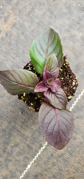 Pycnanthemum Smokey Mountain Mint