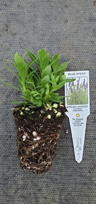 Lavender Blue Spear