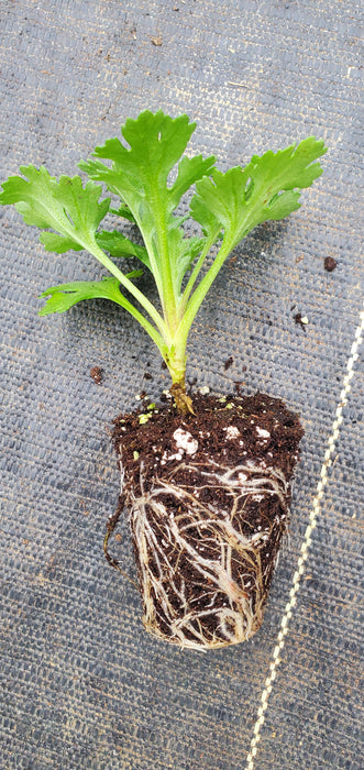 Cottage Apricot Chrysanthemum