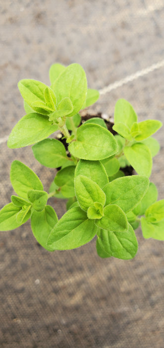 Showy Pink Oregano Sipyleum Turkish Oregano