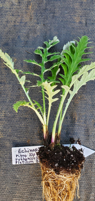 Platinum Blue Echinops Ritro ssp Ruthenicus