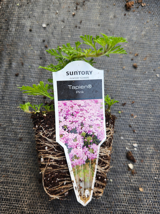 Tapien Pink