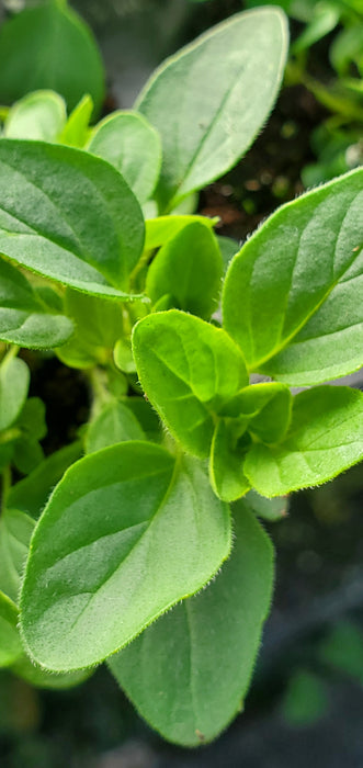 Mounding Marjoram