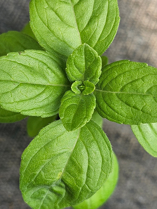 Basil Kilimancharo Kilimandscharicum