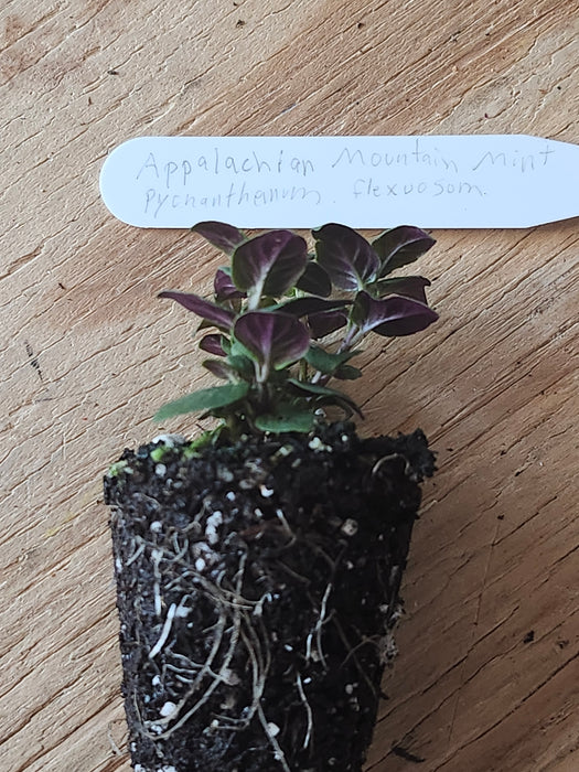 Appalachian Mountain Mint Pycnanthemum montanum