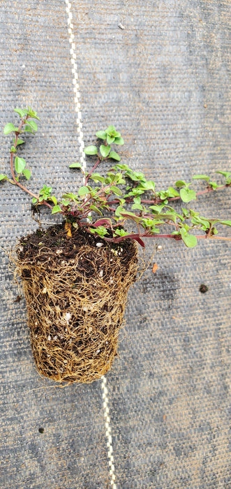 Tufted Thyme Comosus