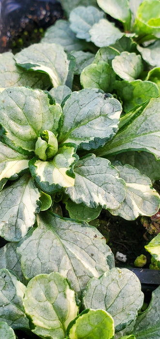 Princess Elsa ajuga reptans. Bugleweed