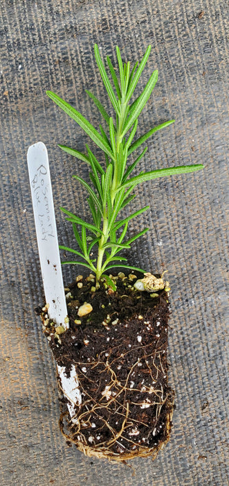 Rosemary Blue Lady
