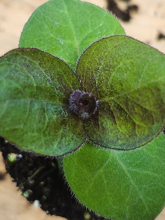 Campion 'Molten Lava' Lychnes x Haagaena