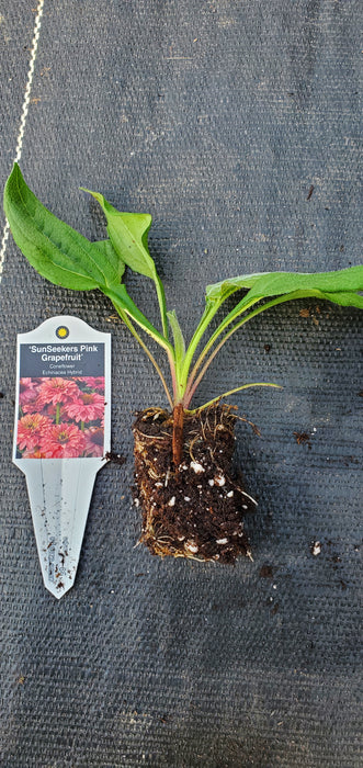 Echinacea Sunseekers Pink Grapefruit