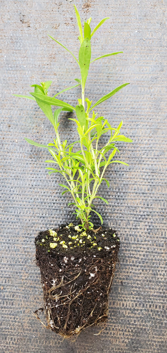 Yugoslavian Winter Savory Satureja Adamovica