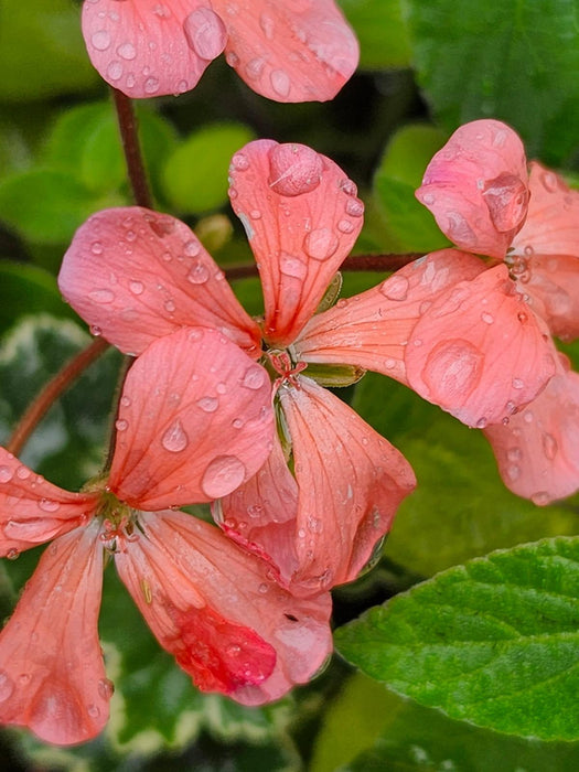 Pelargonium Platinum