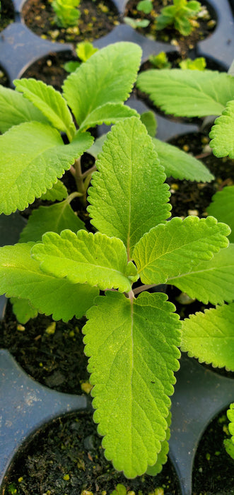 Teucrium Betonicum