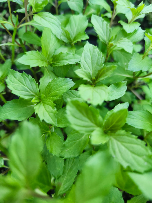 Swiss Ricola Mint