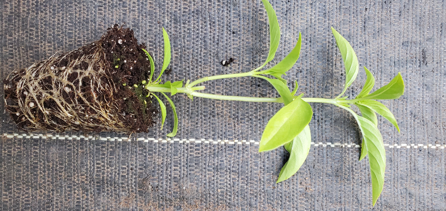 Guyana Basil Plant Married man's Pork