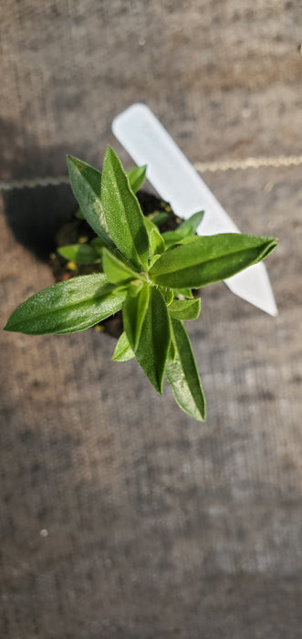 Satureja Spinosa Pygmy Savory