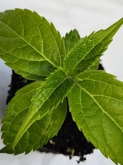 Salvia Oxyphora Bolivian Hummingbird Sage