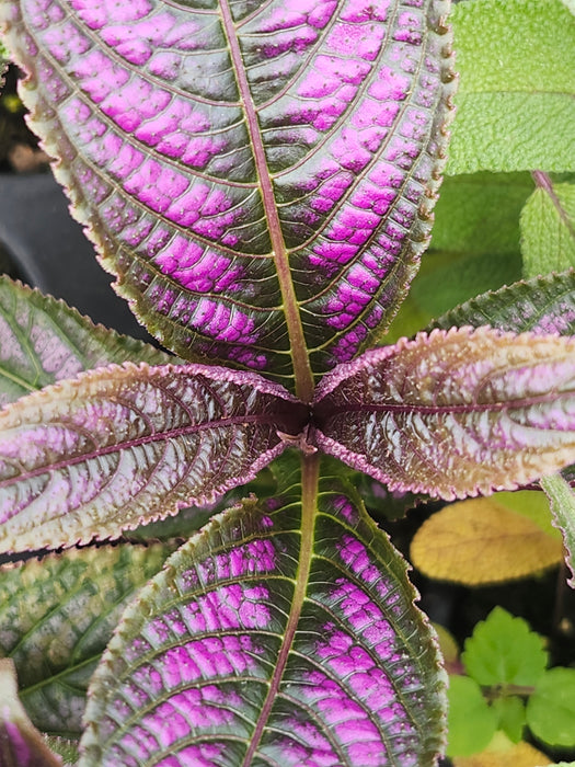 Persian Shield