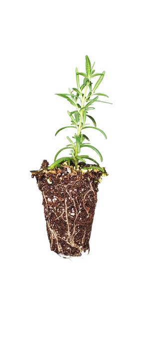 Rosemary Lockwood De Forest
